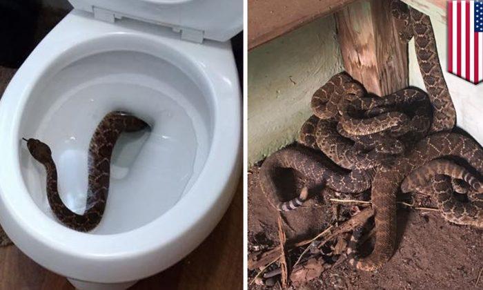 Texas Boy Lifts Toilet Lid, Finds Rattlesnake Hiding Inside