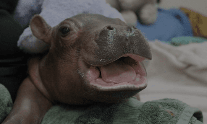 Zookeepers Are Nursing This Preemie Hippo Back to Health (Video)