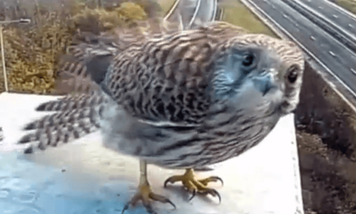 Bird Takes Up Residence on Traffic Camera Stand, Provides Officers Hours of Entertainment (Video)
