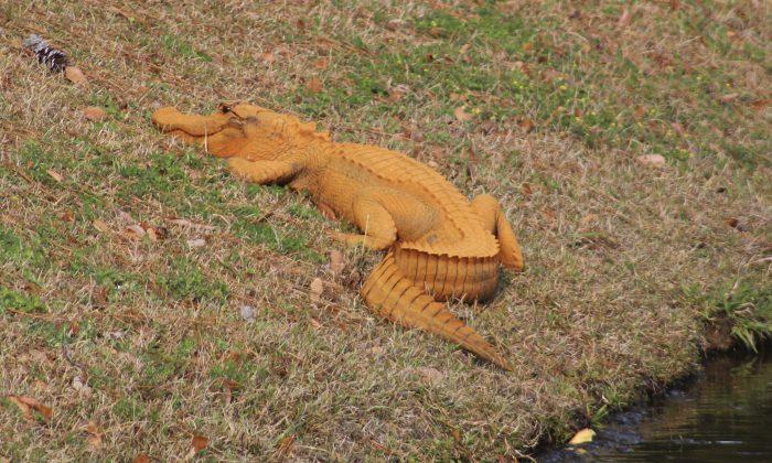 Too Much Self-Tanning Lotion? Orange Gator Puzzles Residents