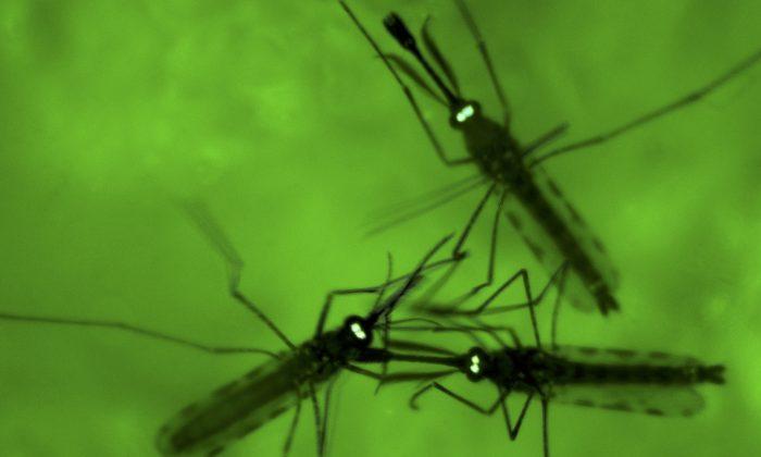 Malaria Parasite May Trigger Human Odor to Lure Mosquitoes