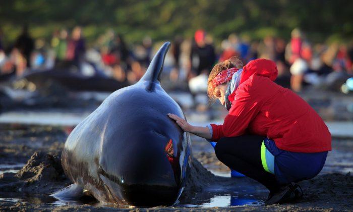 More Than 200 Whales Swim Away After New Zealand Stranding