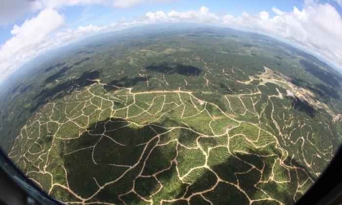 Will There Really Be Enough Sustainable Palm Oil for the Whole Market?