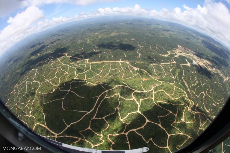 Will There Really Be Enough Sustainable Palm Oil for the Whole Market?
