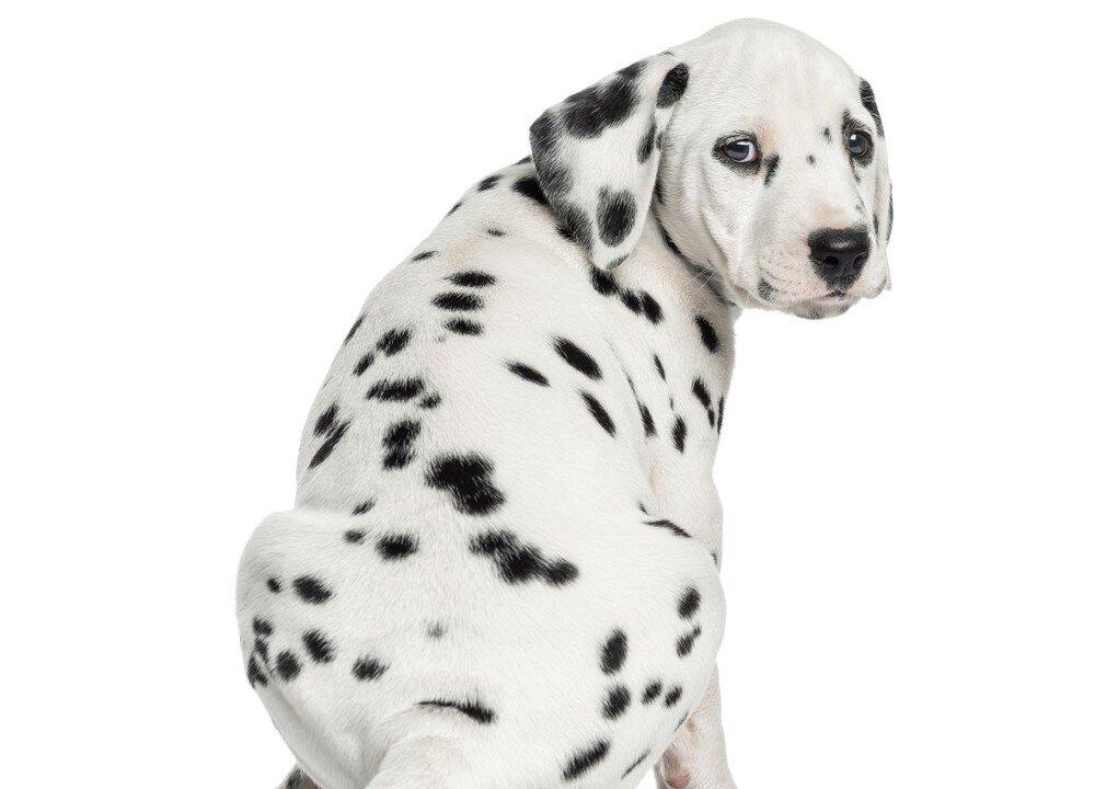 Florida Woman Rescues Dalmatian Tossed From Window of SUV