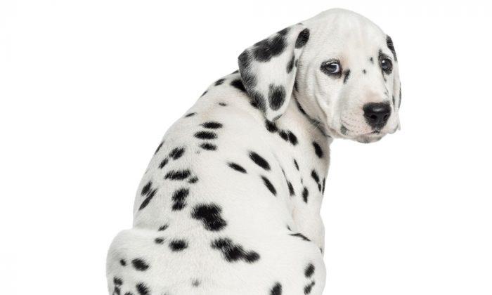 Florida Woman Rescues Dalmatian Tossed From Window of SUV