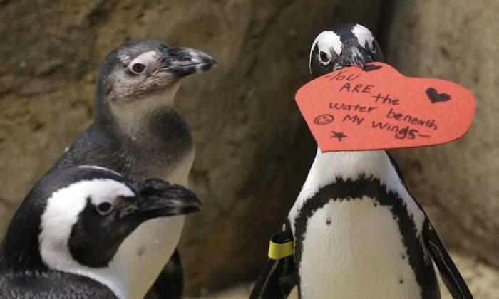 Showing Some Love: Penguins Get Valentine’s Hearts for Nests