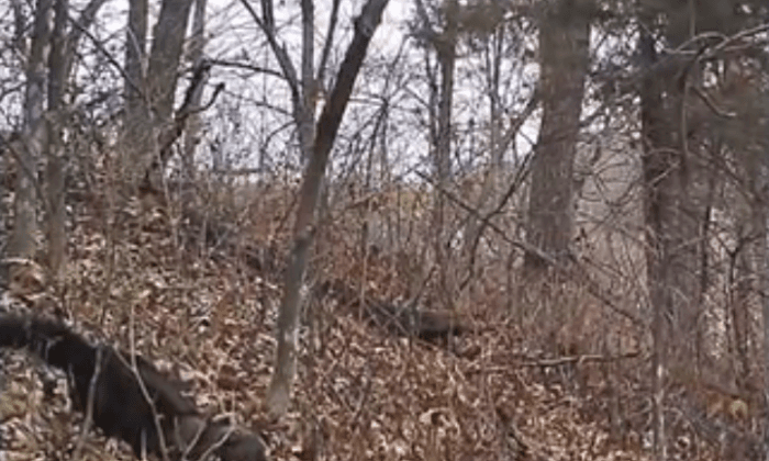 Trail Camera in Iowa Spots Mammal Not Seen Since 1800s (Video)
