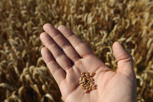 Wheat grains. (Sean Gallup/Getty Images)
