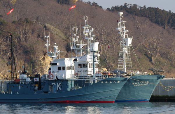 Japanese whaling ships are anchored at Ayukawa port in Ishinomaki on Apr. 25, 2014. (KAZUHIRO NOGI/AFP/Getty Images)