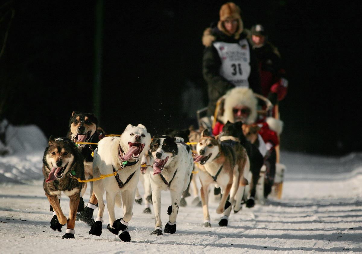 Iditarod Mushers Begin Nearly 1,000-Mile Race Across Alaska