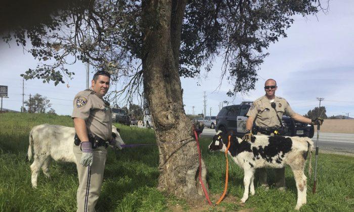 California Police Find 2 Calves Crammed Inside Car