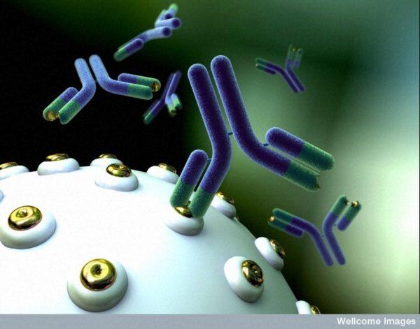 A representation of monoclonal antibodies binding to antigens on a cell surface. (Anna Tanczos/Wellcome Images/CC BY-NC-ND)