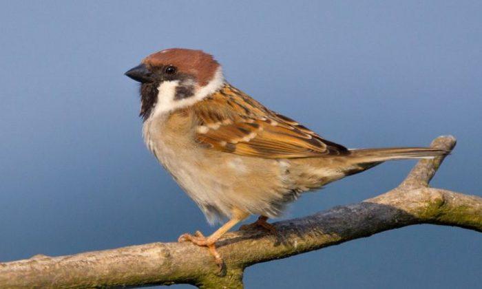 China’s Worst Environmental Disaster Was a Campaign to Wipe Out the Common Sparrow