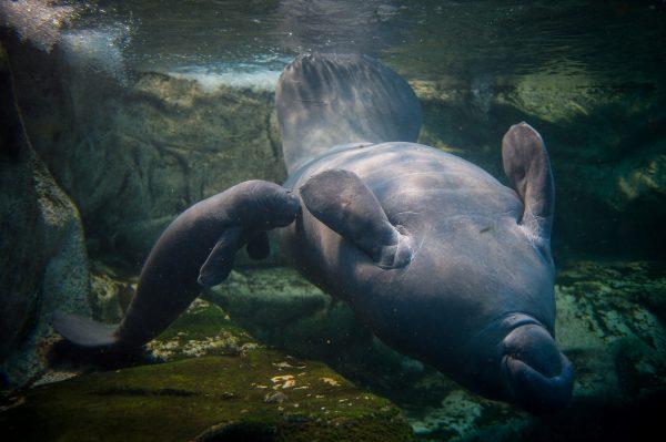 A baby manatee swims near his mother in the manatee tank of the Zoological park of Beauval in France on March 15. (GUILLAUME SOUVANT/AFP/Getty Images)