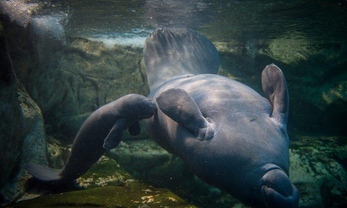 Watch: Young Woman Flips out When Encountering a Manatee