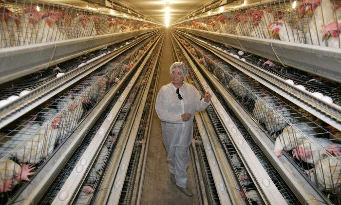 Phase-Out of Cramped Cages ‘A Huge Win for Canada’s Hens’