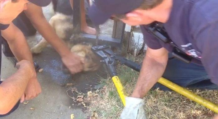 Sacramento Fire Crews Free Dog From Metal Fence