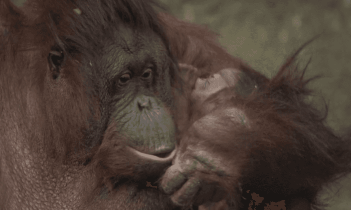 This Critically Endangered Newborn Orangutan Will Melt Your Heart (Video)