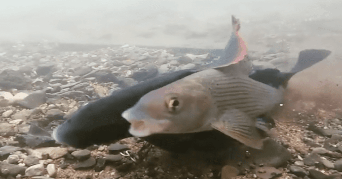 Odd Moment of Fish Procreation Caught on Video