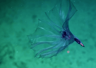 Stunning Deepwater Creature Looks Like Flower Floating in Water (Video)