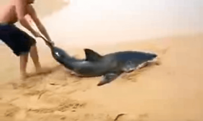 Man Saves Great White Shark Stranded on the Beach