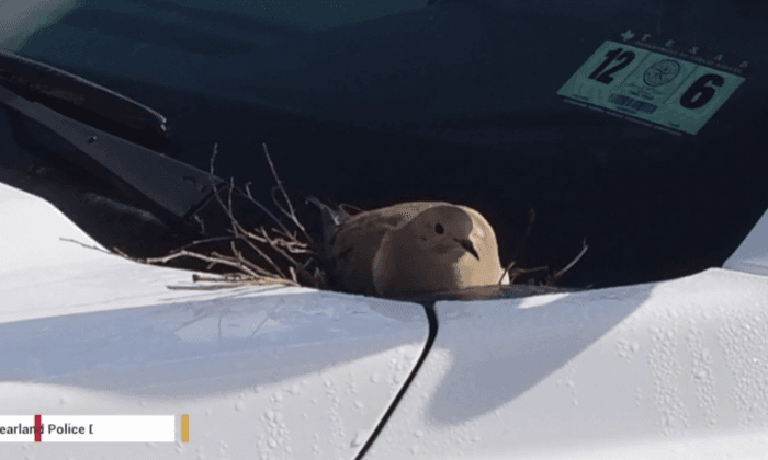 Police Cruiser Taken off Streets After Bird Sets Up Nest on Vehicle (Video)