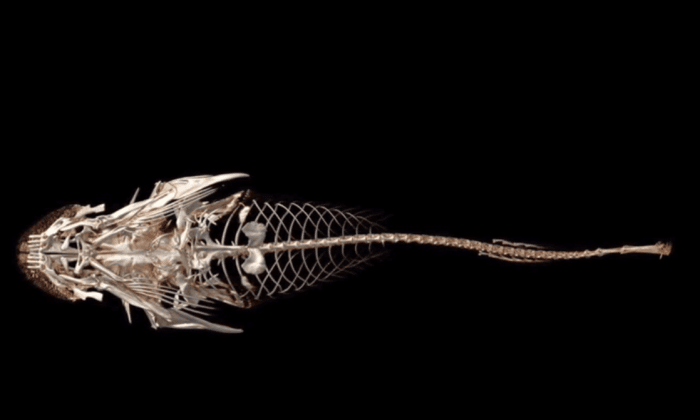 This Newly Discovered Fish Has About 2,000 Teeth (Video)