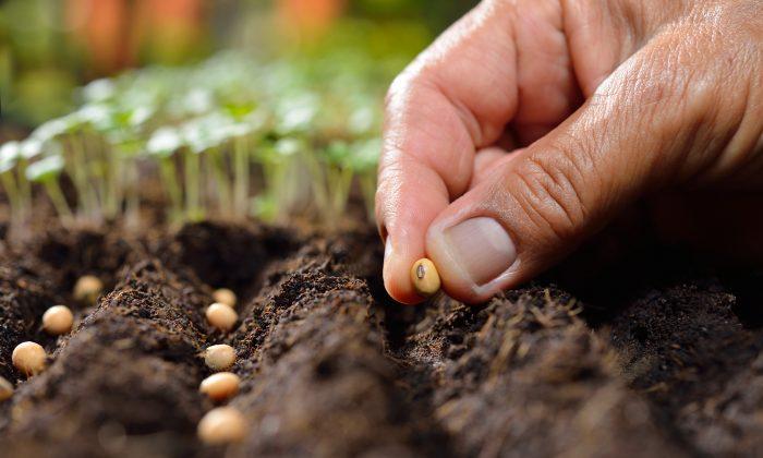 Healthy Soil Is the Real Key to Feeding the World