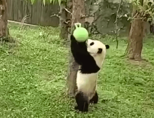 Watch Giant Panda Joyfully Wrestle a Ball (Video)