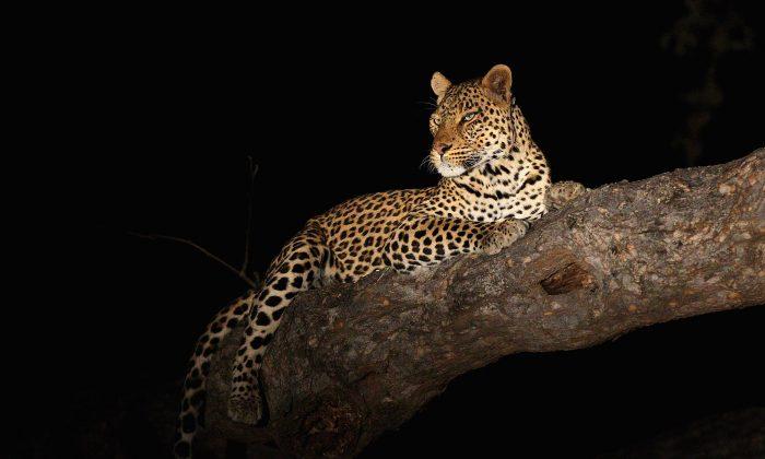 Sublime Silence: In Praise of a Necessary Predator, the Leopard