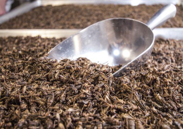 Entomo Farms, the largest cricket farm in North America, produces cricket flour, cricket powder, and insect protein. The startup Exo uses Entomo’s cricket powder to produce high-protein, low-sugar energy bars, which come in five different flavors.