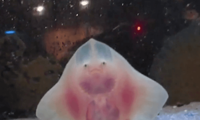 These Are the Happiest Rays You’ve Ever Seen (Video)