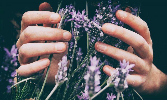 Aromatherapy for Beginners: Scents to Uplift, Balance and Calm