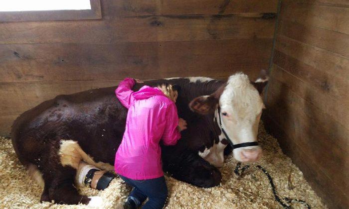 After Escaping a Slaughterhouse, Steers Get Second Chance at Life