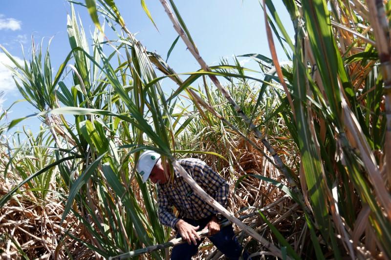 US-Mexico Sugar Deal Struck Ahead of NAFTA Talks, Industry Divided