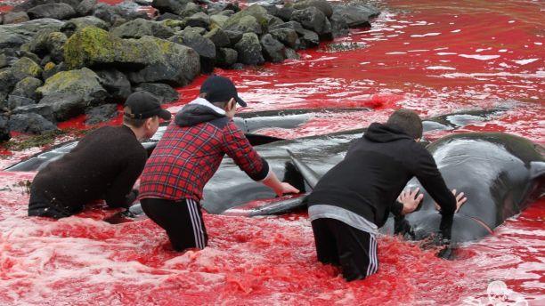 Shallow water around the Faroe Islands is turned red during a summer 2017 whale hunt (Sea Shepherd Global)