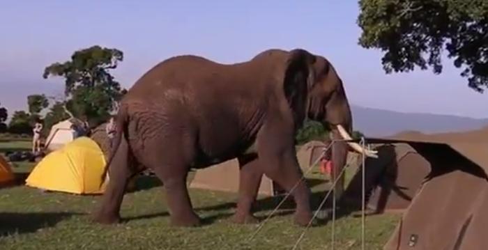 Campers Get a Visit From One of Tanzania’s Rapidly Disappearing Elephants