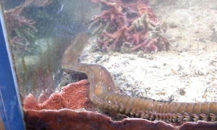 Man finds 3-foot-long bristle worm in his fish tank after 2 years