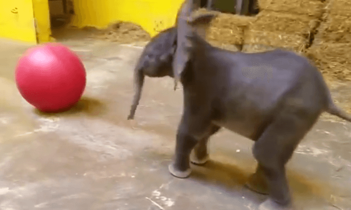 Baby Elephant at Pittsburgh Zoo Thriving Despite Setbacks at Birth