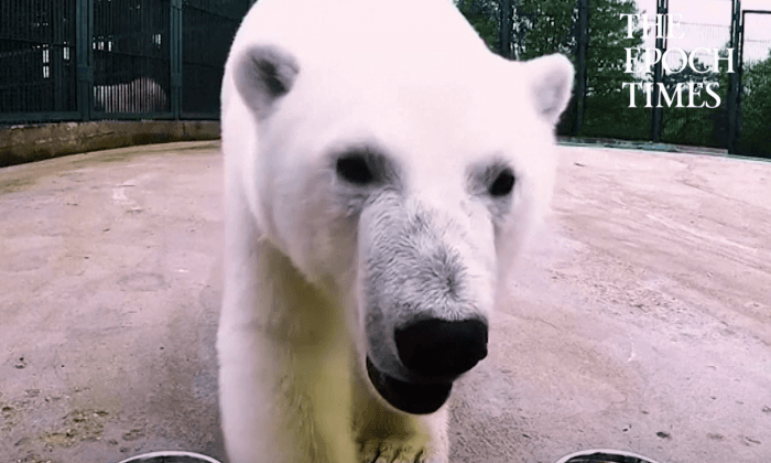 Polar Bear Predicts Confederations Cup Soccer Matches When Given Tasty Treats