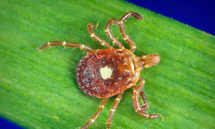 Tick Causing Red Meat Allergy Spreads Through US