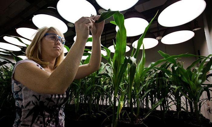Consumers Remain in the Dark About Potential Risks of New GMO Techniques