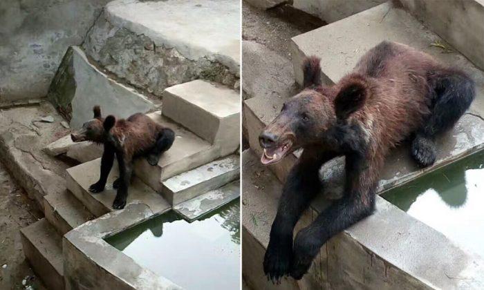 People Blast Chinese Zoo Over Photos of Famished Bear