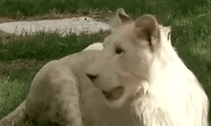 Extremely Rare White Lion Meets Public at Iraqi Zoo