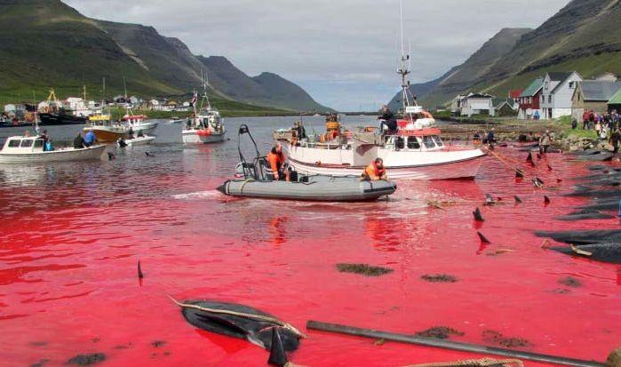 Bloody Photos Show Mass Slaughter of Whales in the Faroe Islands