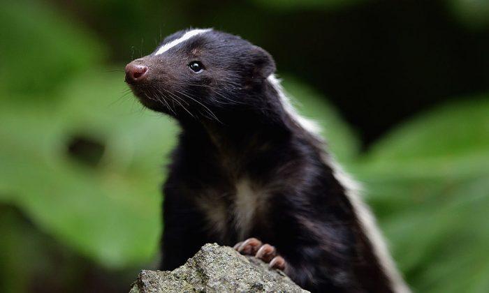 Eight Skunks Found Dead in Metro Vancouver Had Avian Flu: Government