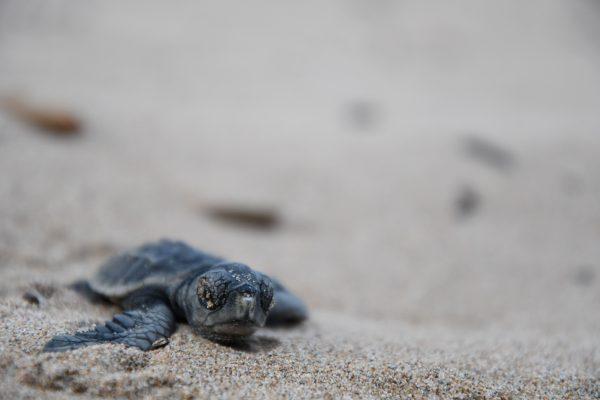 As a rare phenomenon, a specimen of "Caretta carettta" or loggerhead sea turtle laid her eggs on Saint-Aygulf beach in July and the eggs are carefully watched since then. A baby sea turtle heads to the sea on October 3, 2016, in Saint-Aygulf beach, near Cannes, southern France. (Photo credit should read YANN COATSALIOU/AFP/Getty Images)