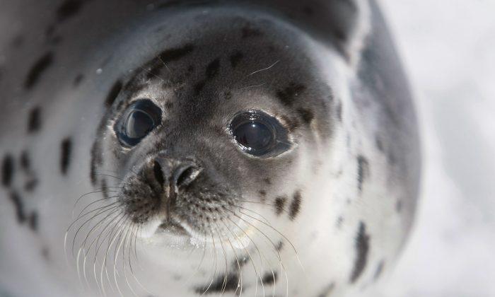 Canada’s Seal Exports Dip Below $300,000