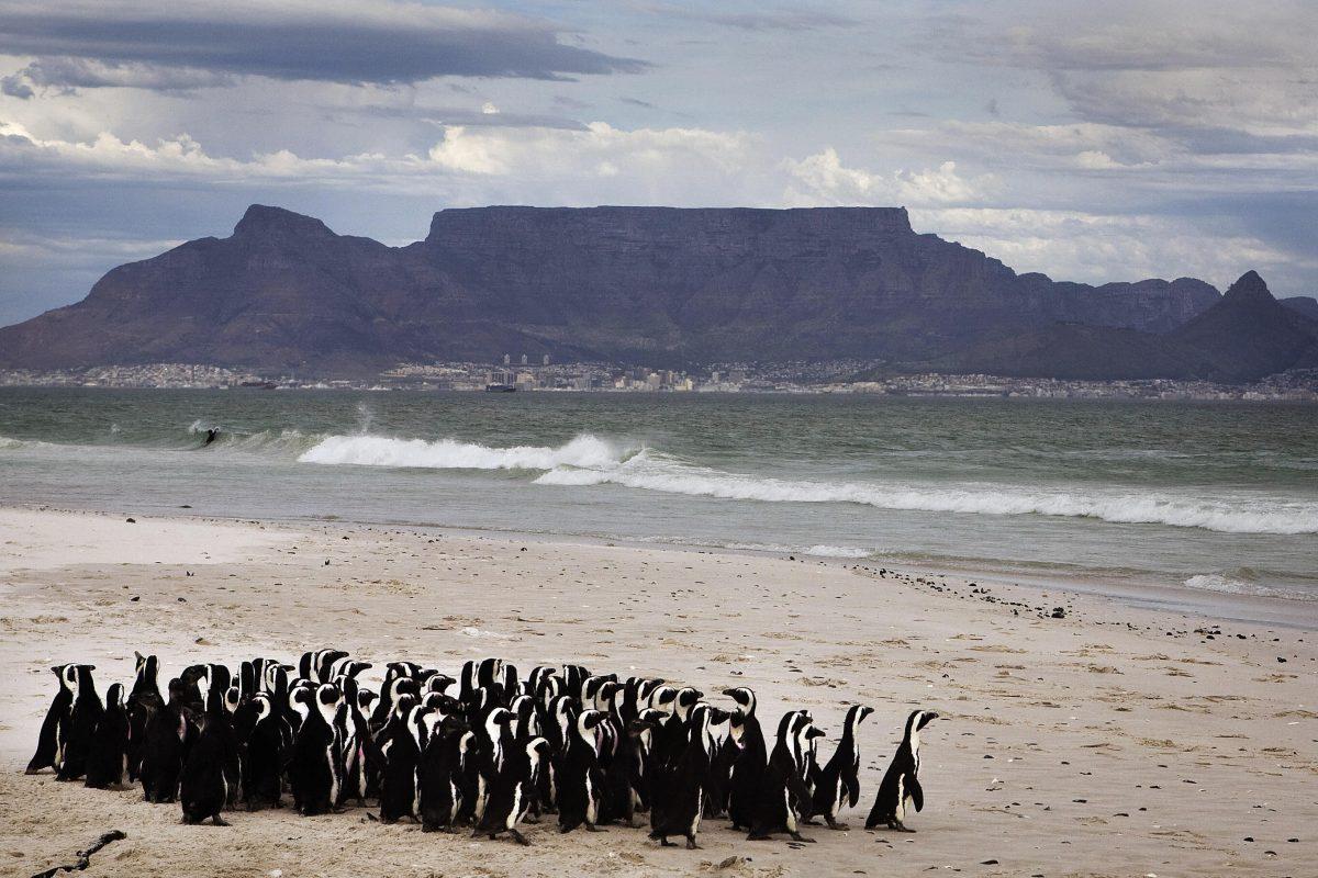 Penguins walk toward the ocean after being released on a beach on the outskirts of Cape Town, South Africa, on May 21, 2009. The Southern African Foundation for the Conservation of Coastal Birds released 84 African Penguins back into the wild after they were treated for oil pollution caught in Namibia. (Gianluigi Guercia/AFP/Getty Images)